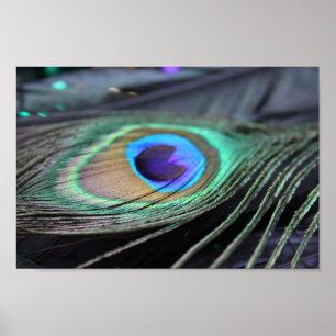 Bright Peacock Feather Photo Poster Art Skriv ut