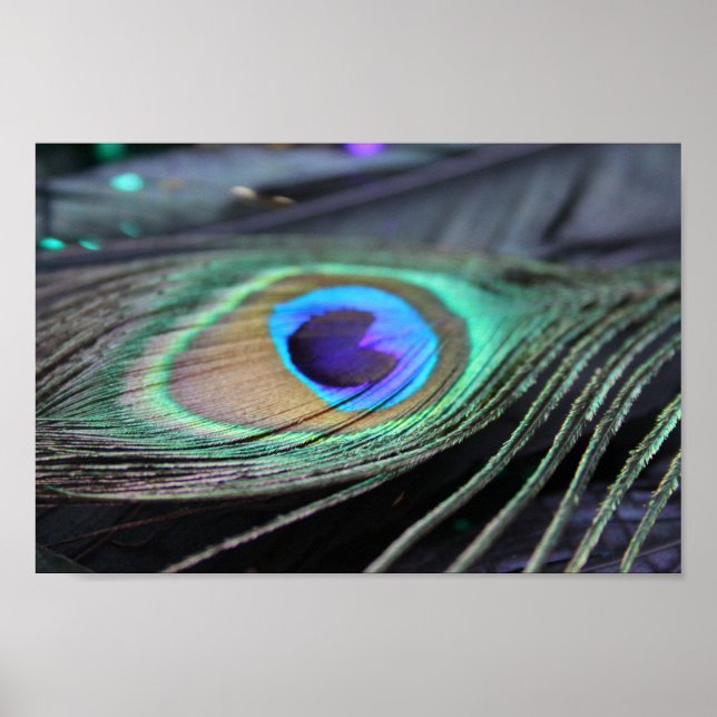 Bright Peacock Feather Photo Poster Art Skriv ut (Framsidan)