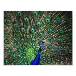 Bright Peacock Fototryck