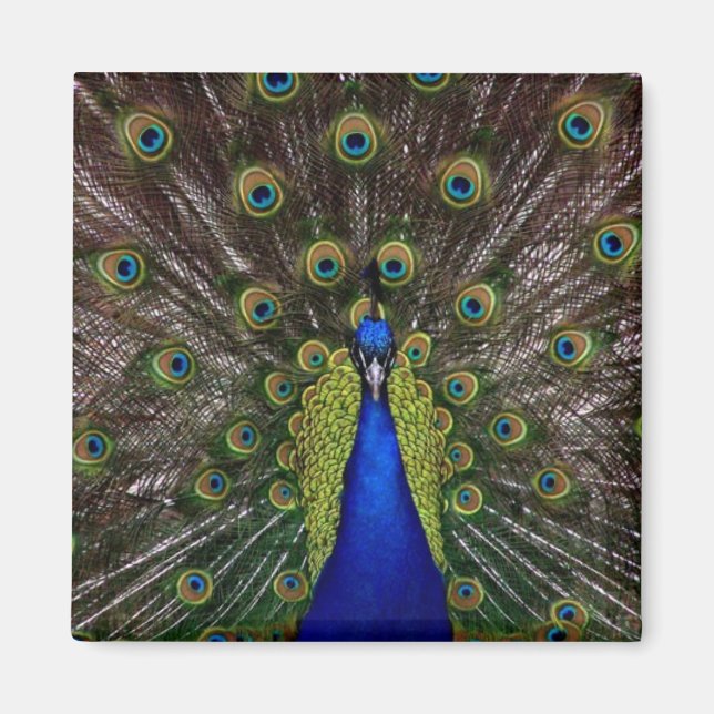 Bright Peacock Fridge eller Locker Magnet (Framsidan)