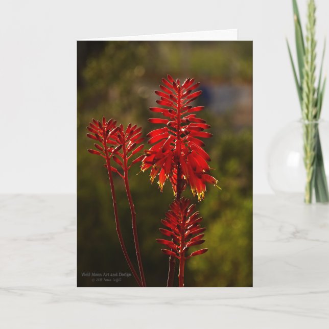 Bright Red Aloe Vera Flowers Kort (Framsida)