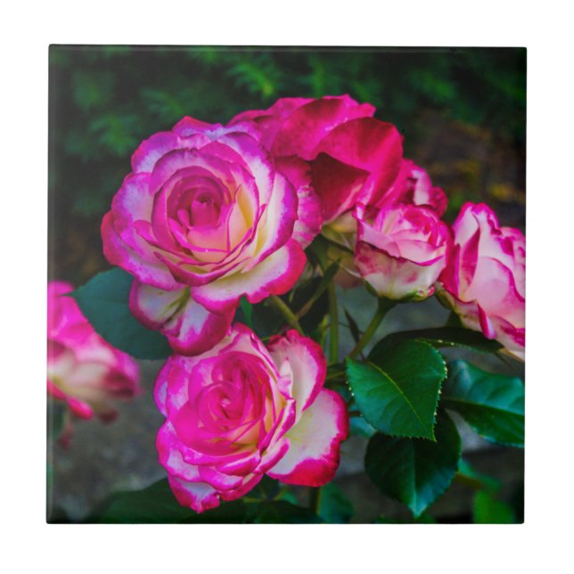 Bright Red and White Ro Kakelplatta (Framsidan)