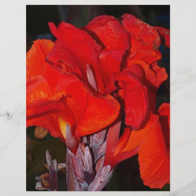 Bright Red Canna Lily (Framsida)