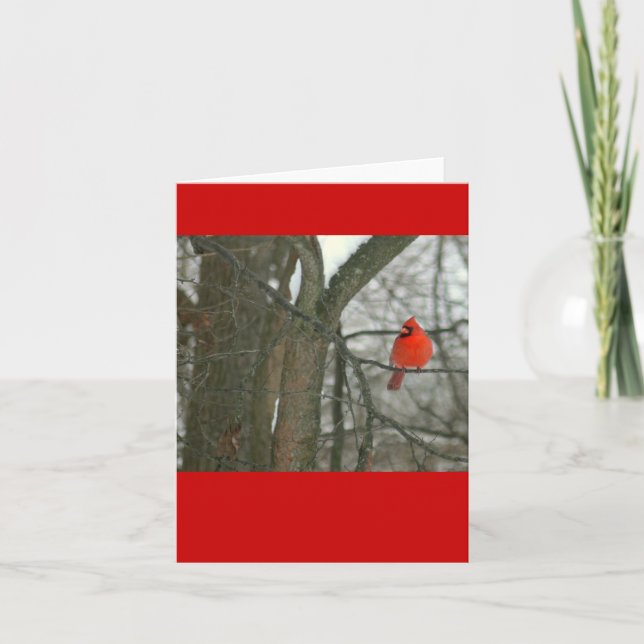 Bright Red Cardinal på Träd Gren (fotog) Kort (Framsida)