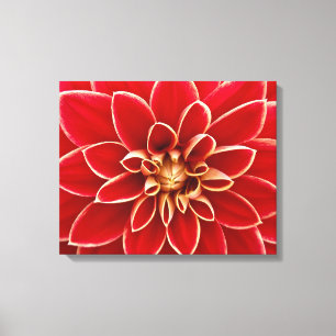 Bright Red Dahlia Closeup Canvastryck