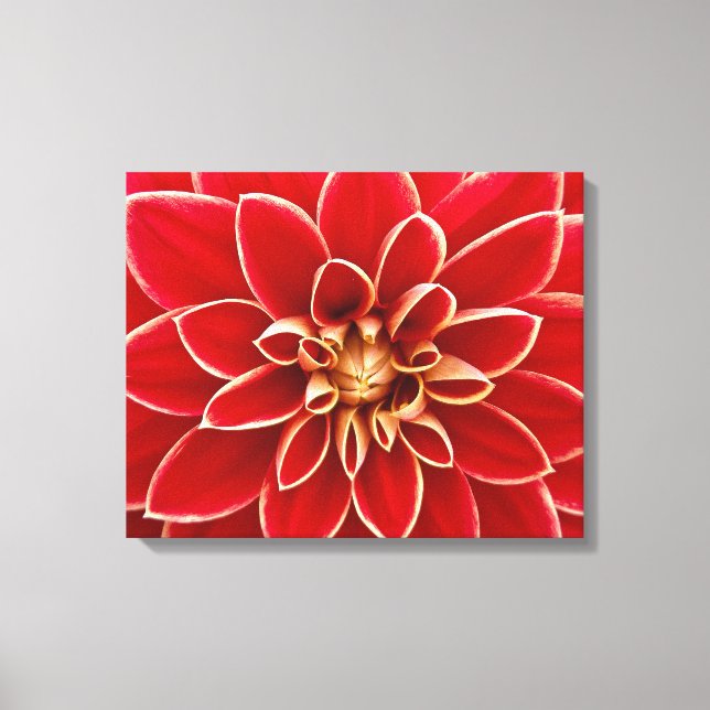 Bright Red Dahlia Closeup Canvastryck (Framsida)