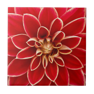 Bright Red Dahlia Flower Kakelplatta