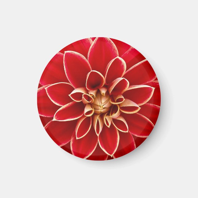 Bright Red Dahlia Magnet (Framsidan)