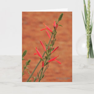 Bright Red Desert WildblommHummingbird Bush Kort