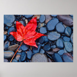 Bright Red Fall Löv Poster
