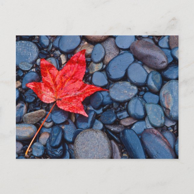Bright Red Fall Löv Vykort (Framsida)