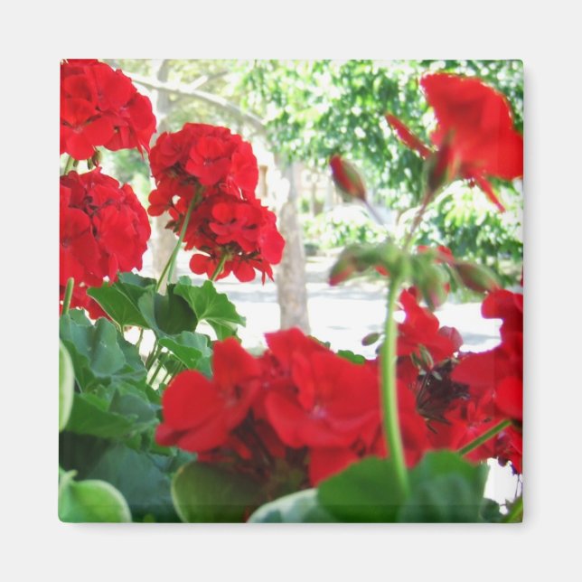 Bright Red Geraniums Garden Gift Magnet (Framsidan)