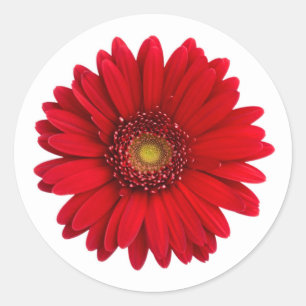Bright Red Gerbera Daisy Flower Runt Klistermärke