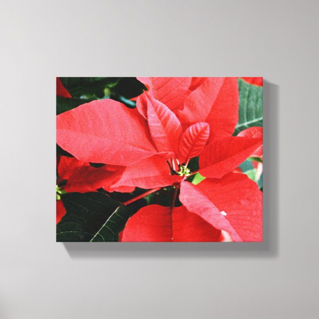 Bright Red jul Poinsettia Canvastryck (Framsida)