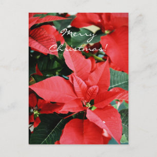 Bright Red jul Poinsettia Helg Vykort
