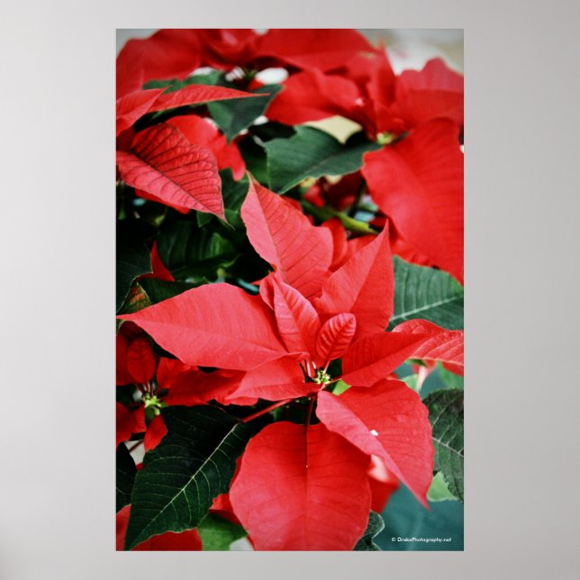 Bright Red jul Poinsettia Poster (Framsidan)