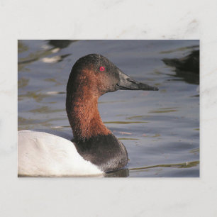 Bright Red Ögon i Canvasback Anka Vykort