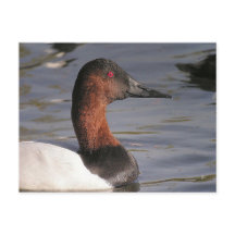 Bright Red Ögon i Canvasback Anka