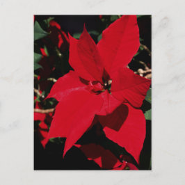 Bright Red Pointsettia Vykort