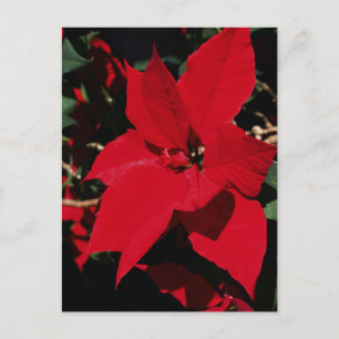 Bright Red Pointsettia Vykort