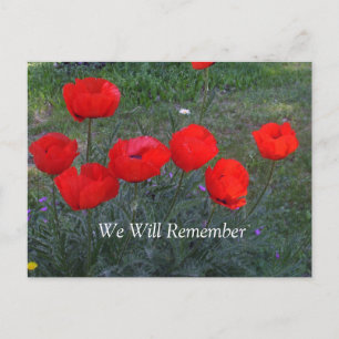 Bright Red Poppies Vykort