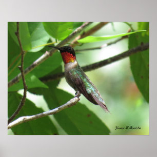 Bright Red Ruby-Throat Hummingbird Poster