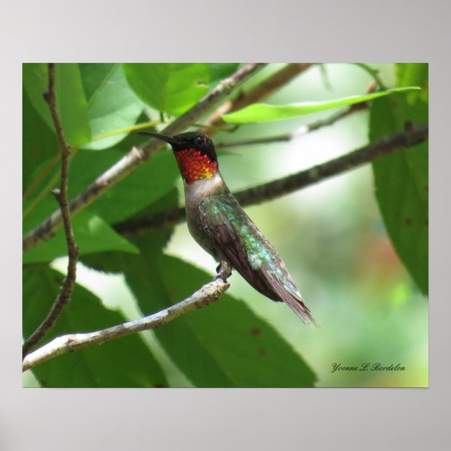 Bright Red Ruby-Throat Hummingbird Poster (Framsidan)