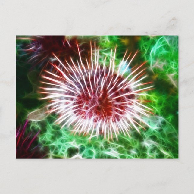 Bright Red Sea Urchin Vykort (Framsida)