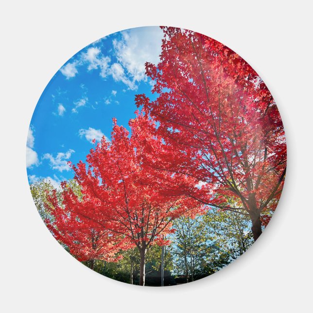 Bright Red Träd Lämnar på hösten Magnet (Framsidan)