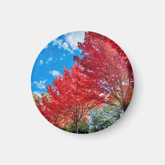 Bright Red Träd Lämnar på hösten Magnet (Framsidan)