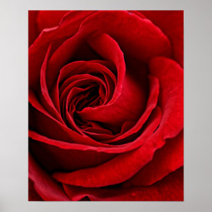Bright Röd ros stäng upp Poster