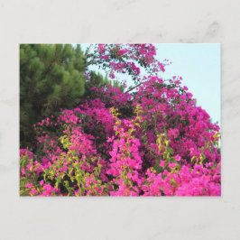 Bright Rosa Bougainvillea Photo Vykort