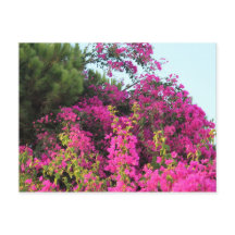 Bright Rosa Bougainvillea Photo