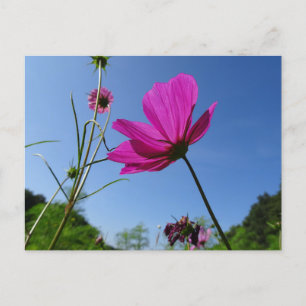 Bright Rosa Cosmea, Blå himmel DIY-vykort Vykort