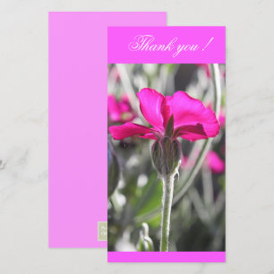 Bright Rosa Dusty Miller Flower Tack Kort