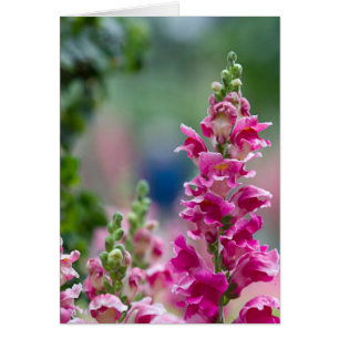 Bright Rosa Foxglove Söt Flowers Hälsningskort