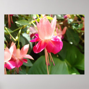 Bright Rosa Fuschia Poster