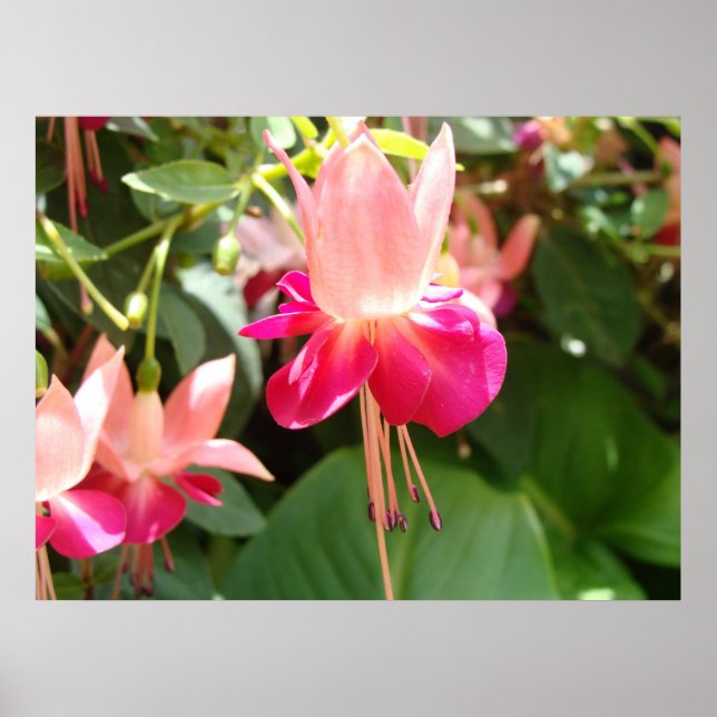 Bright Rosa Fuschia Poster (Framsidan)