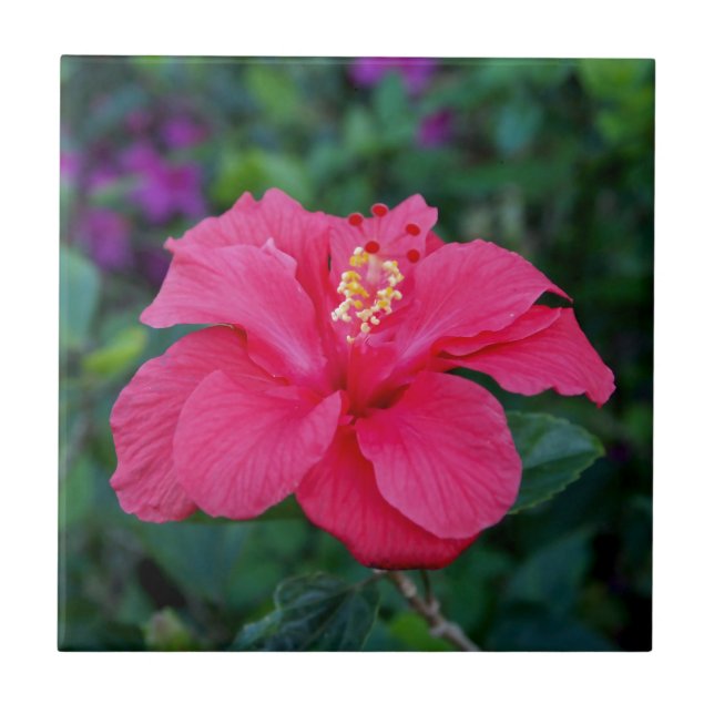 Bright Rosa Hibiscus Photo Kakelplatta (Framsidan)