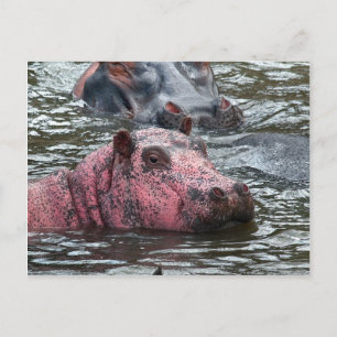 Bright Rosa Hippo Vykort
