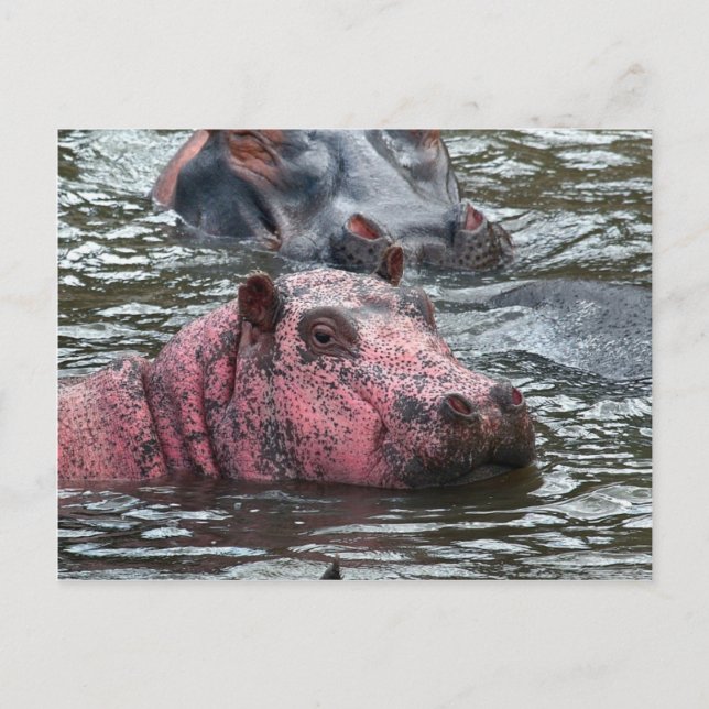 Bright Rosa Hippo Vykort (Framsida)