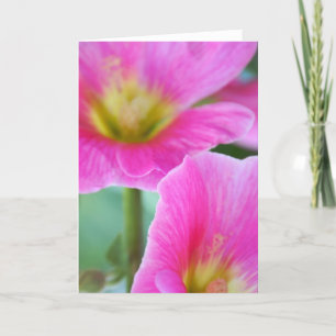 Bright Rosa Hollycks-kort Kort