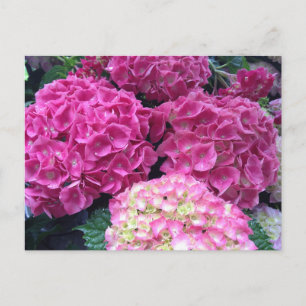 Bright Rosa Hydrangea Flowers Vykort