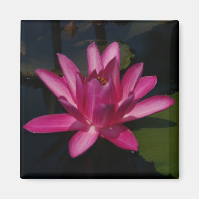 Bright Rosa Lotus Waterlily-magnet Magnet (Framsidan)