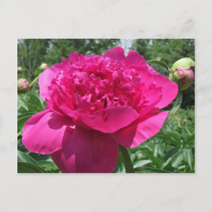 Bright Rosa Peony Flower Vykort