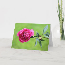 Bright rosa peony tack kort