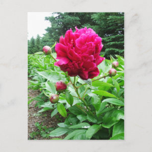 Bright Rosa Peony-vykort Vykort