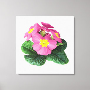 Bright Rosa Primroses Canvastryck