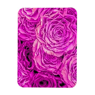 Bright Rosa ros Magnet