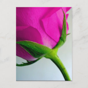 Bright Rosa ros Vykort